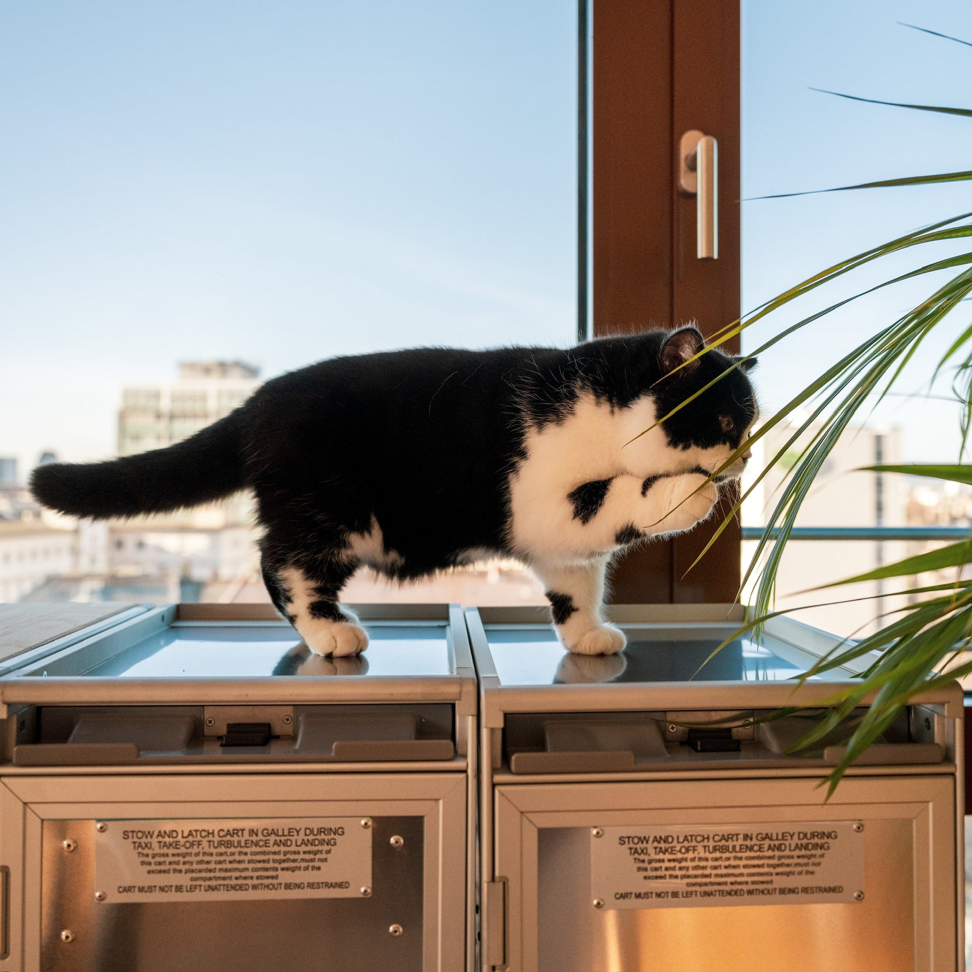 Katze auf Trolleys mit Palme